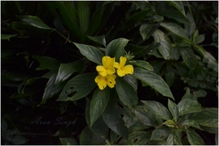 Reinwardtia indica